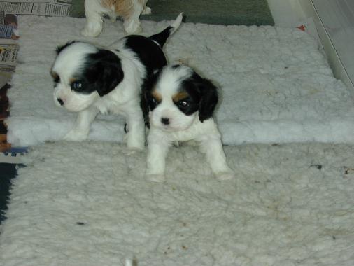 pups