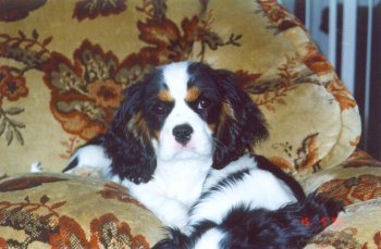 Harriet
