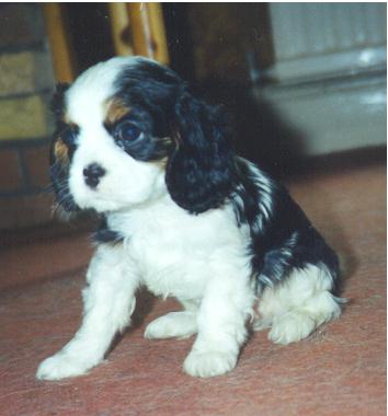 Jodi as a puppy