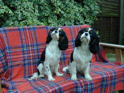 Purdy and Precious