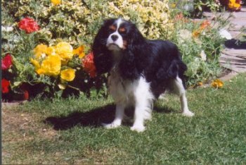 Toby